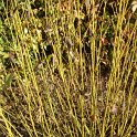 Cornus stolonifera 'Flariramea' P18 P25